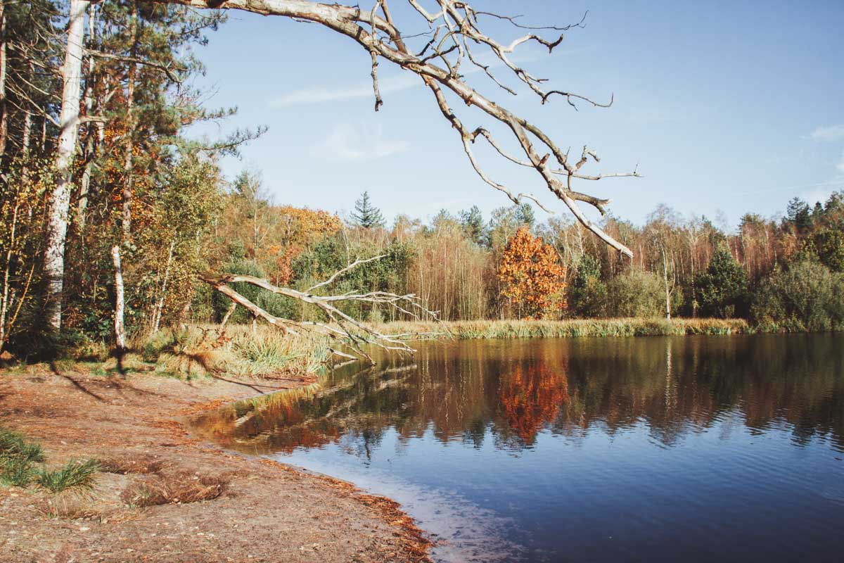 Wandelen Chaamse Bossen