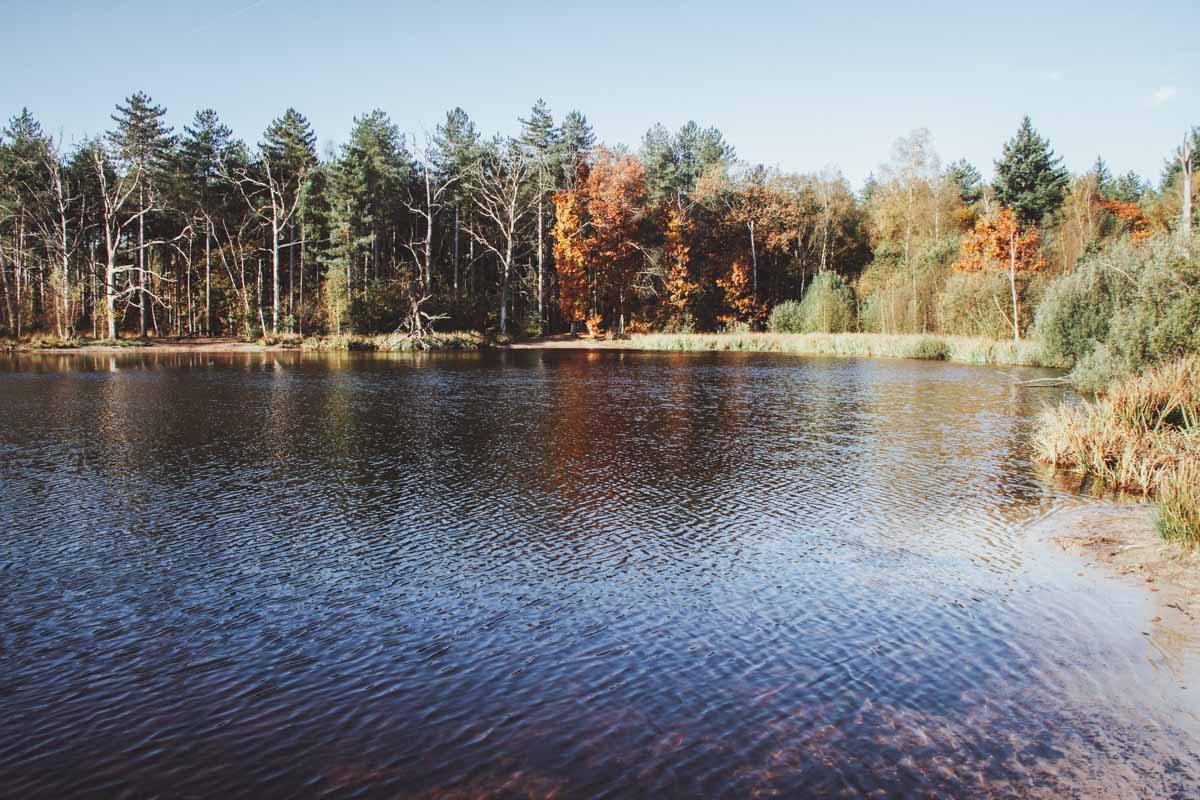 Wandelen Chaamse Bossen