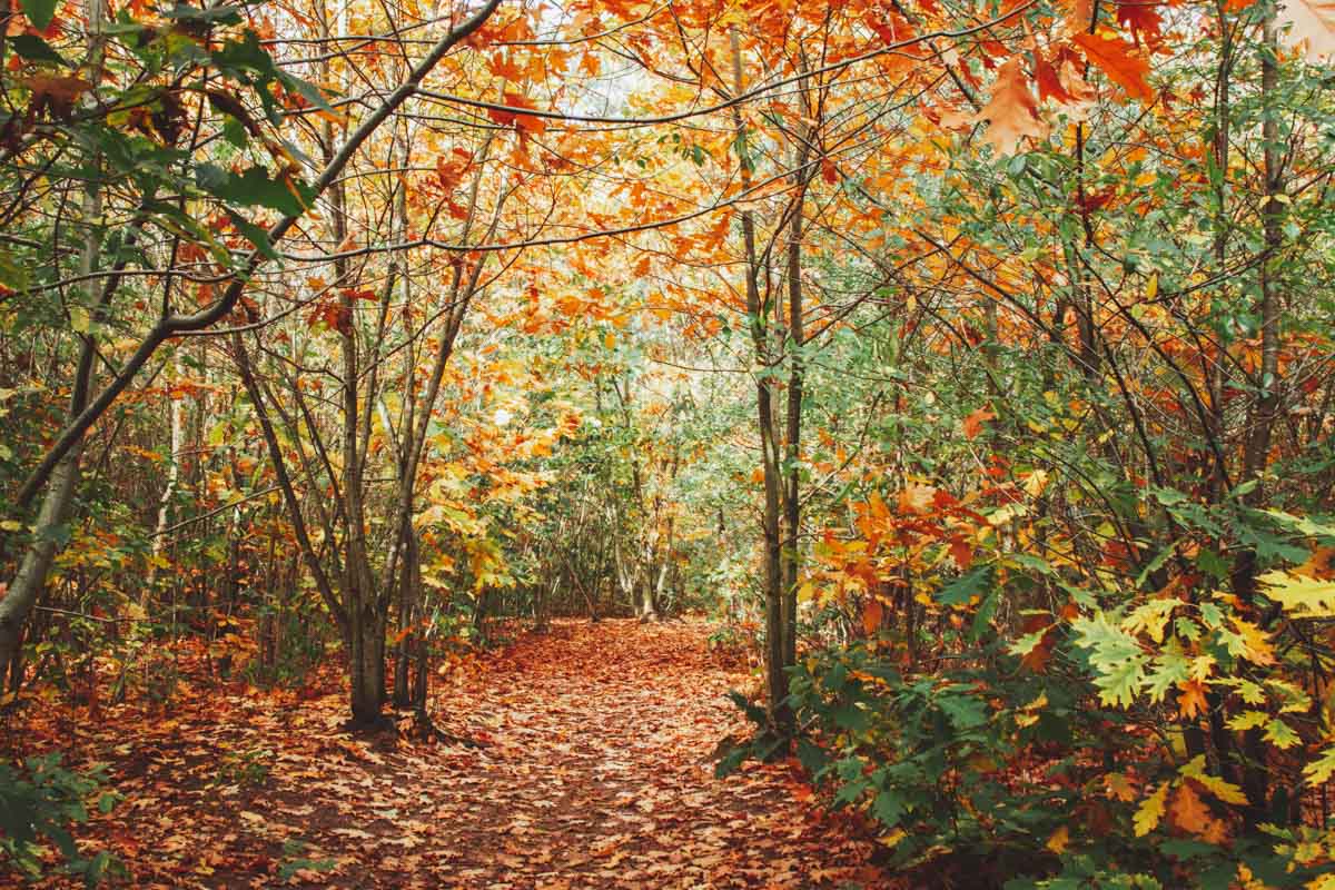 Wandelen Chaamse Bossen