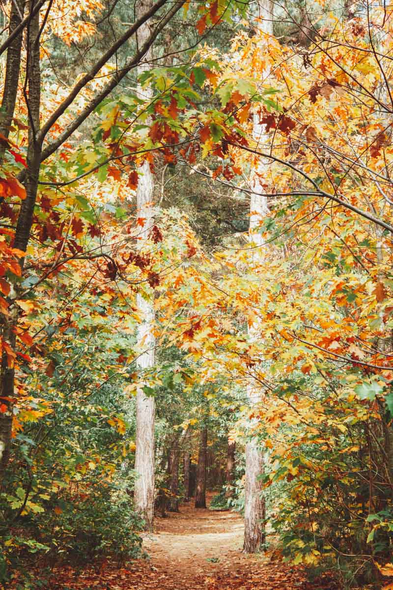 Wandelen Chaamse Bossen