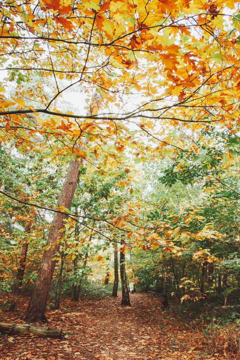 Wandelen Chaamse Bossen