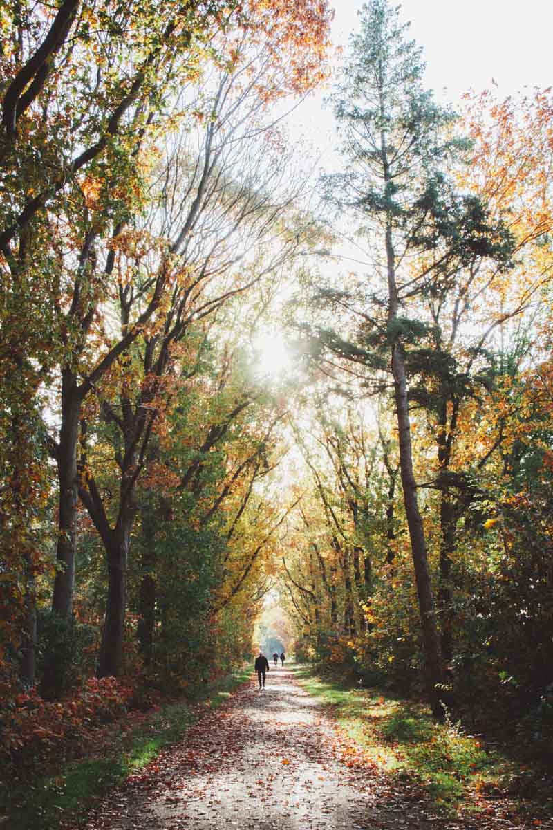 Wandelen Chaamse Bossen
