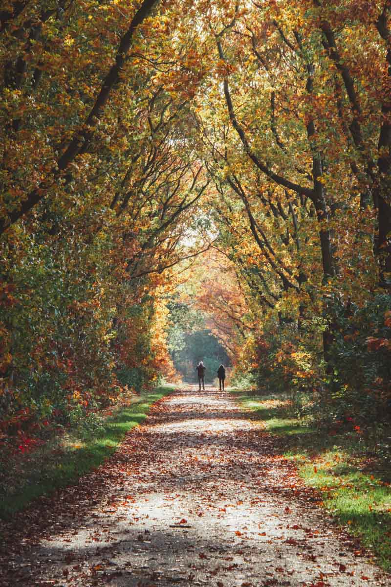 Wandelen Chaamse Bossen