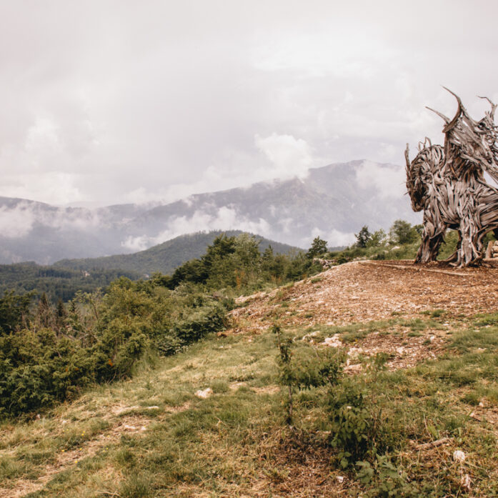 Drago Vaia Alpe Cimbra