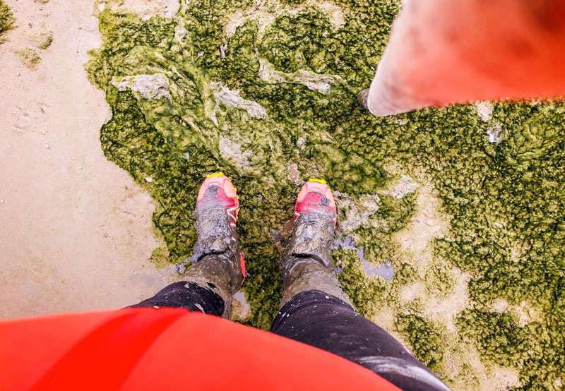 Wadlopen Sophiapolder