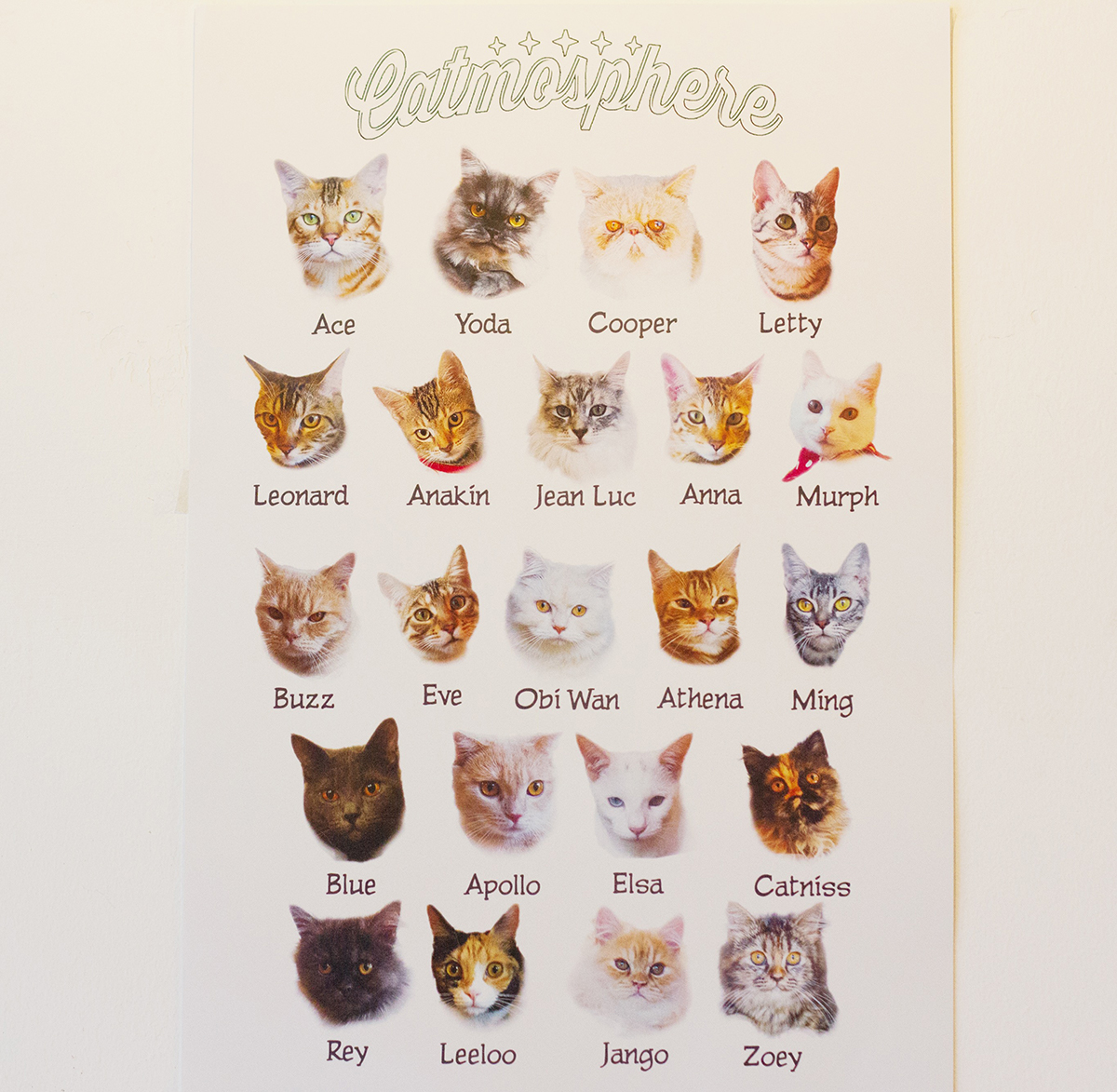 Kattencafé Catmosphere, cat café, catmosphere, chiang mai, thailand, katten, cats, café