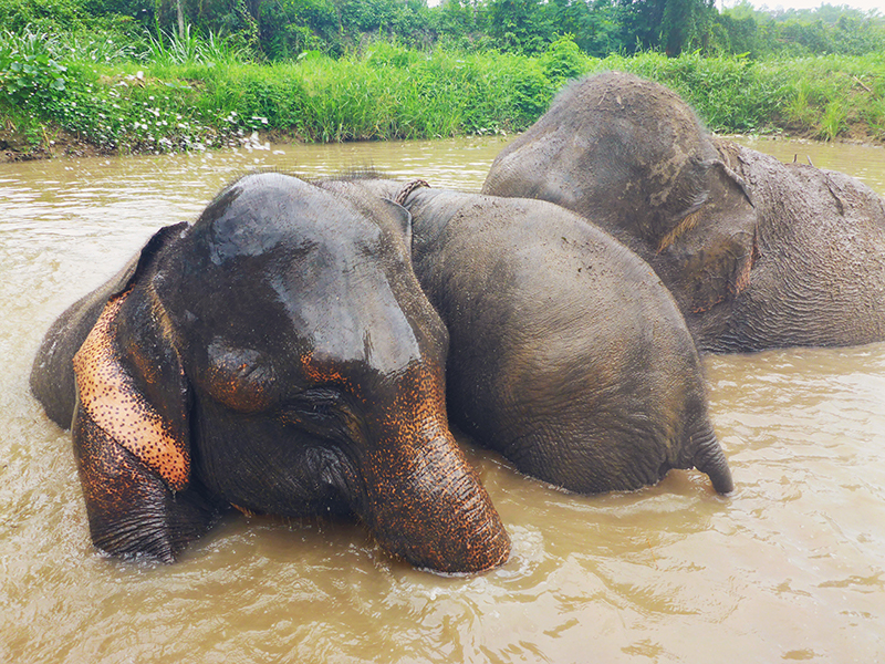 Elephant Retirement Park, olifanten park, olifanten opvang, chiang mai, thailand,