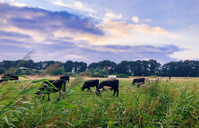Rondje geoache haagse beemden breda