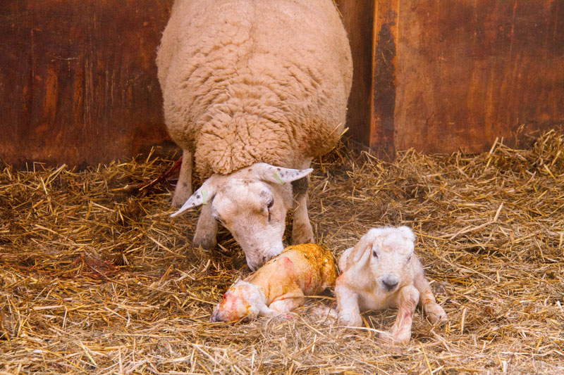 Schapenboerderij Texel, schapenboerderij, texel, lammetjes Texel, texel bezoeken, dingen doen op texel, lammetjes, schapenboerderij, schapeneiland, schapeneiland texel,