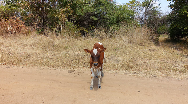 cycle for plan, plan nederland, plan zambia, plan international, zambia, afrika, africa, reizen door zambia, fietsen door zambia, reizen dor afrika, bucket list adventure, reizen alleen,
