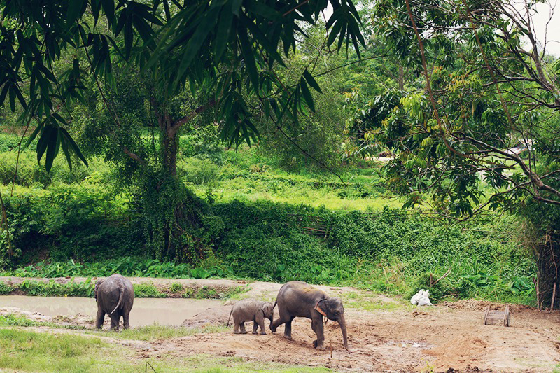 Elephant Retirement Park, olifanten park, olifanten opvang, chiang mai, thailand, 