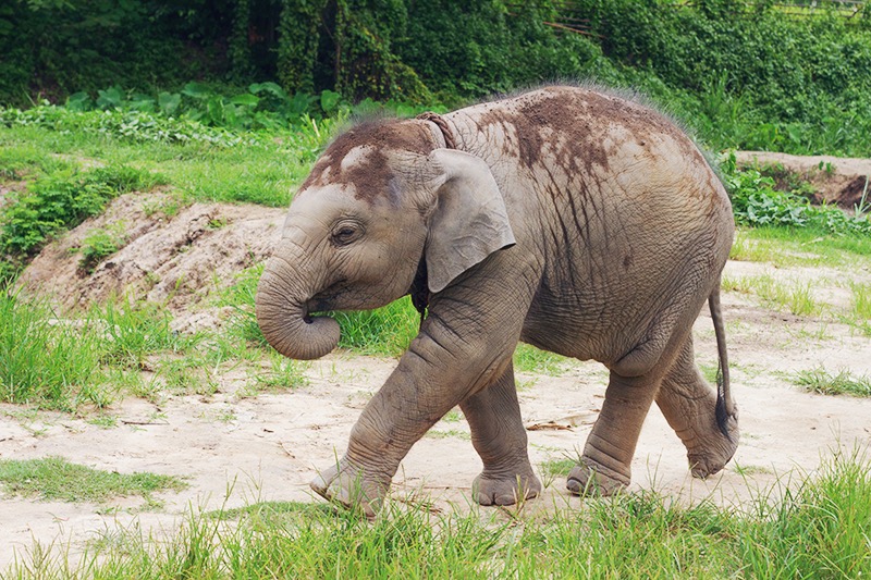 Elephant Retirement Park, olifanten park, olifanten opvang, chiang mai, thailand, 
