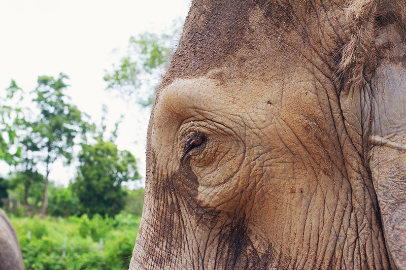 Elephant Retirement Park, olifanten park, olifanten opvang, chiang mai, thailand, 
