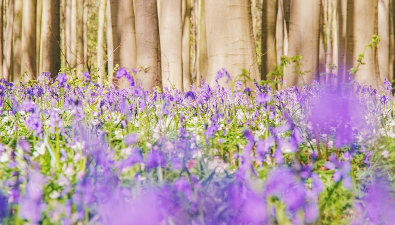 Hallerbos bezoeken