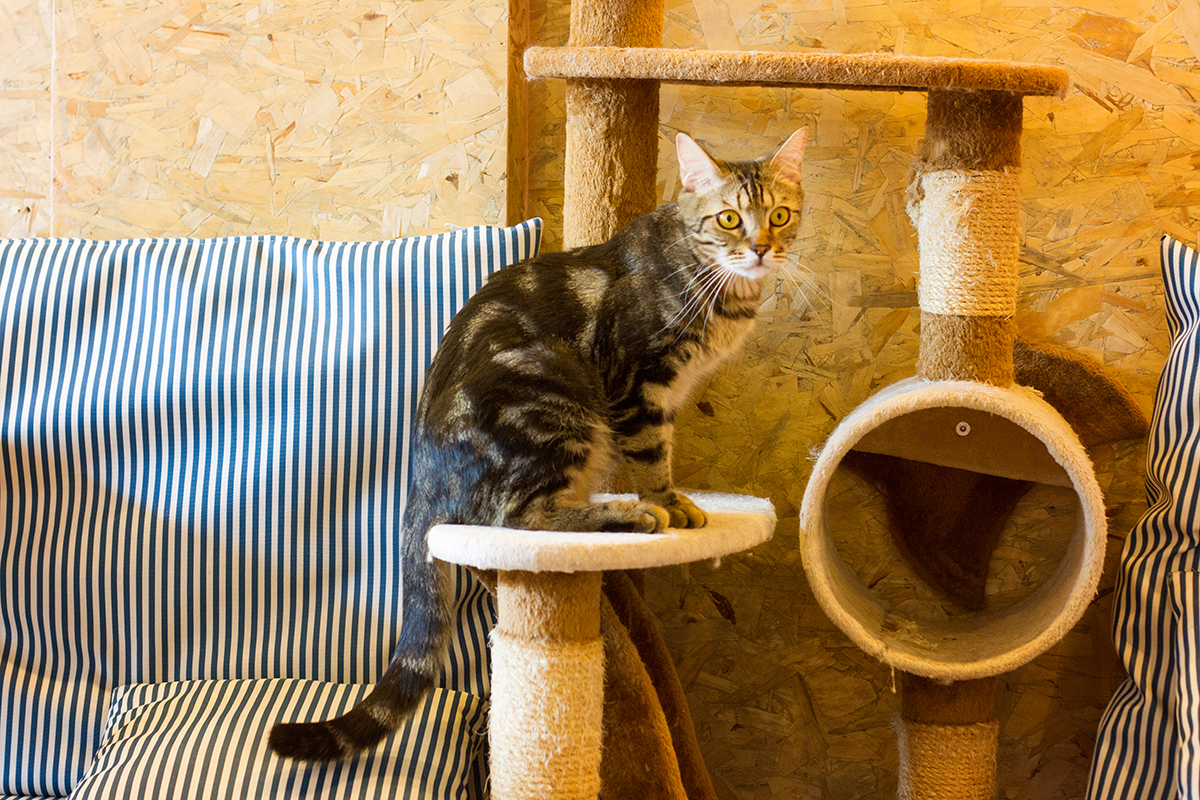 Kattencafé Catmosphere, cat café, catmosphere, chiang mai, thailand, katten, cats, café