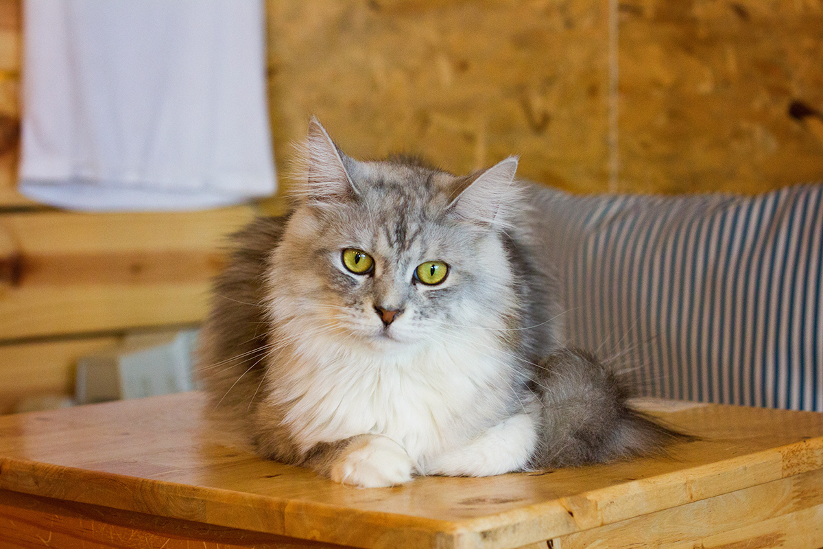 Kattencafé Catmosphere, cat café, catmosphere, chiang mai, thailand, katten, cats, café
