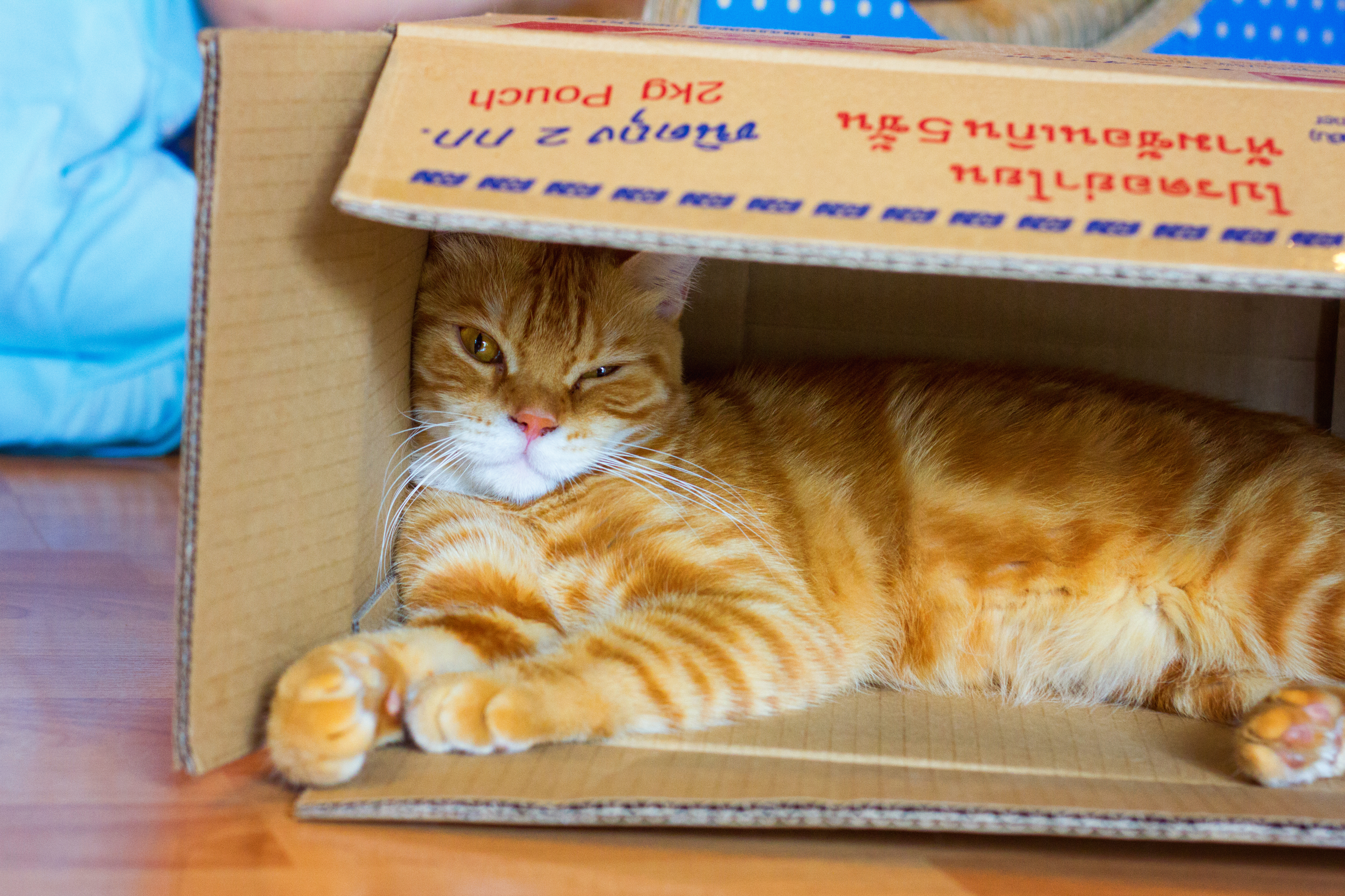 Kattencafé Catmosphere, cat café, catmosphere, chiang mai, thailand, katten, cats, café