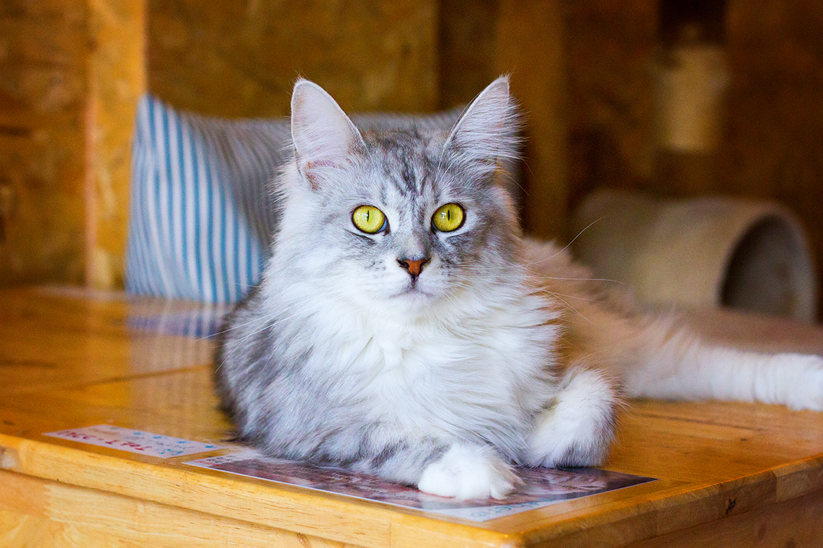 Kattencafé Catmosphere, cat café, catmosphere, chiang mai, thailand, katten, cats, café