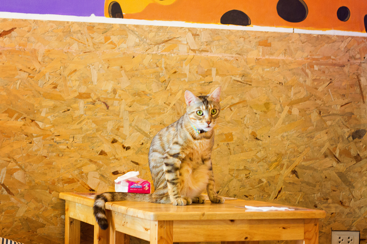 Kattencafé Catmosphere, cat café, catmosphere, chiang mai, thailand, katten, cats, café