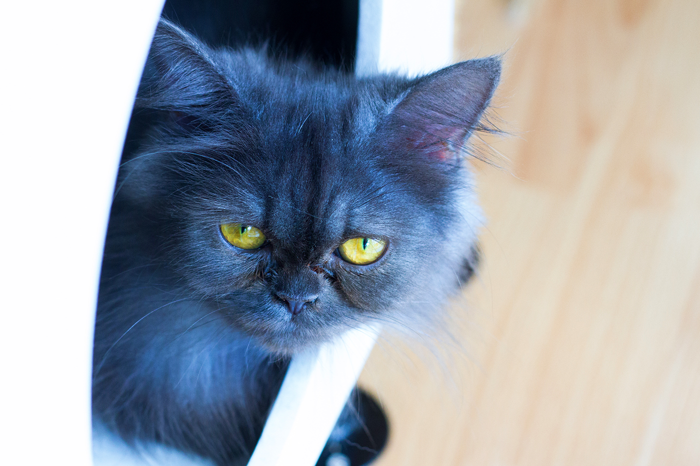 Kattencafé Catmosphere, cat café, catmosphere, chiang mai, thailand, katten, cats, café