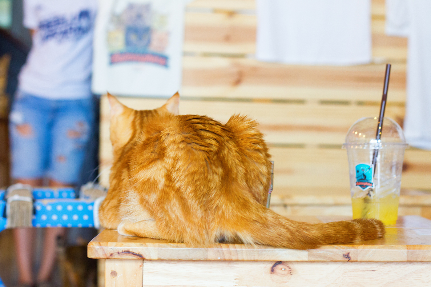 Kattencafé Catmosphere, cat café, catmosphere, chiang mai, thailand, katten, cats, café