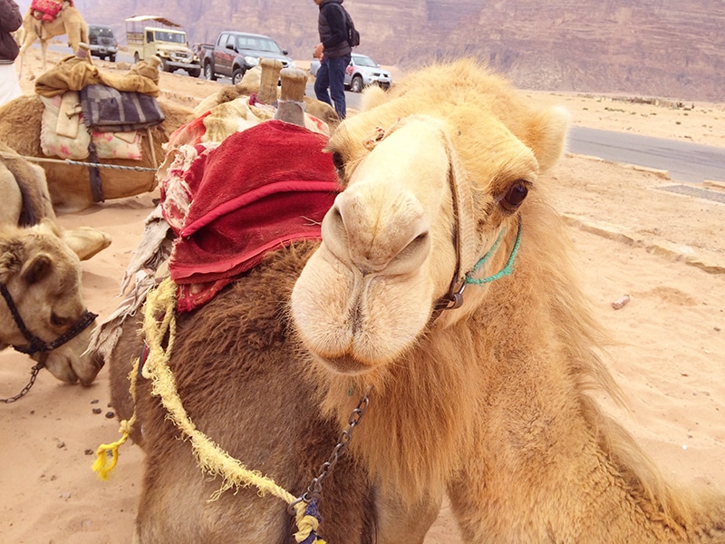 kameelrijden, kameelrijden jordanie, jordanie, jordan, kameelrijden door jordanie, kameelrijden wadi rum, wadi rum, wadi rum jordanie,