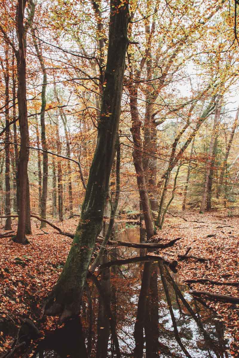 Leuvenumse Bo
