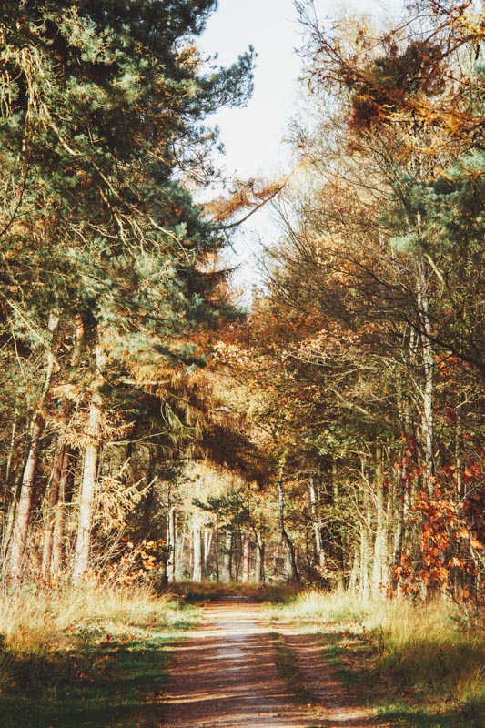 Wandelen Natuurbelevingsroute Mastbos