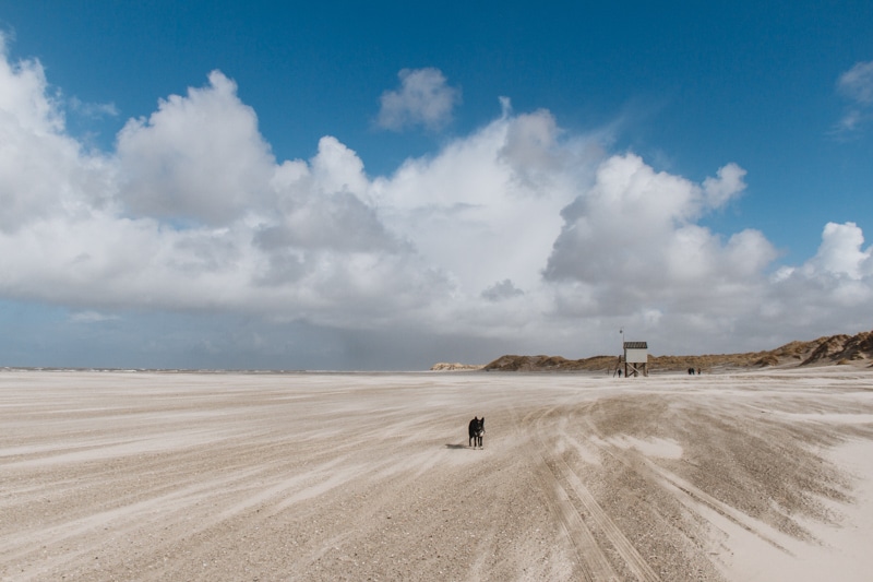 Wandelen op Terschelling